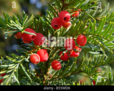 Gemeinsame Eibe (Taxus Whipplei) Stockfoto