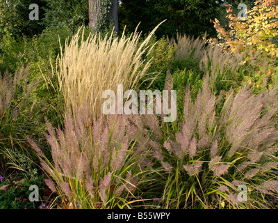 Schilfgras (Calamagrostis x acutiflora 'Karl Foerster') und Federschilfgras (Calamagrostis arundinacea var. brachytricha syn. Achnatherum Stockfoto