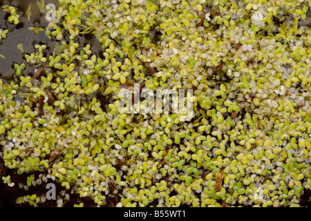 Zumindest Wasserlinsen Lemna Minuta L Minuscula aus USA eingebürgert am Teich in Frankreich Stockfoto