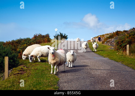 Schafe auf der Straße bei Culduie in der Nähe von Applecross im Herbst Zeit Wester Ross Schottland West Highlands Großbritannien Großbritannien 2008 Stockfoto