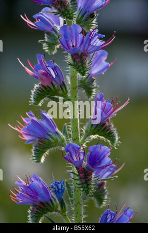 Viper's Bugloss Echium Vulgare in Blume verbreitete Pflanze an Wegrändern und Wiesen Slowenien Stockfoto