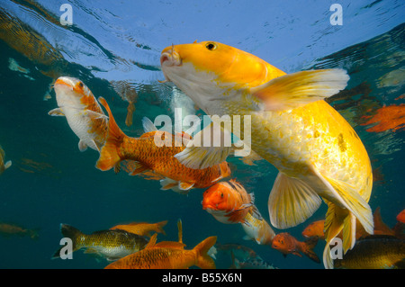 Koi sind Süßwasser Karpfen in Teichen angehoben Stockfoto