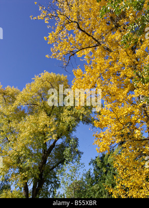 Berlin Pappel (populus x berolinensis) und kanadische Pappel (populus x canadensis) Stockfoto