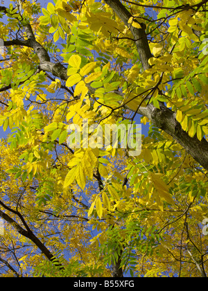 Japanische Walnuss (Juglans ailantifolia var. cordiformis) Stockfoto