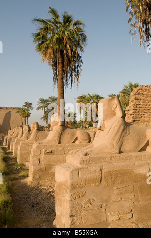 Die Sphinxallee in Luxor Tempel von Theben errichtet ca. 1400 v. Chr. auf dem Ostufer des Nils in Luxor Ägypten Stockfoto