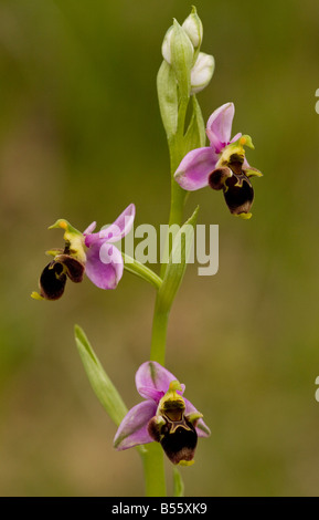 Waldschnepfe Orchidee (Ophrys Scolopax) close-up, Causses, Frankreich Stockfoto