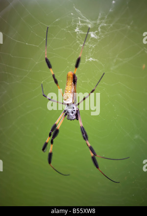 Golden Silk Spinne Nephila Clavipes Arachnid Klasse Stockfoto