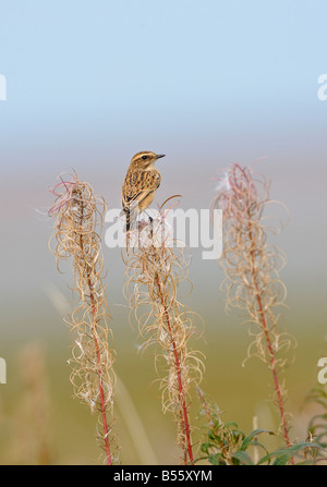 Braunkehlchen (Saxicola Rubetra). HOCH OBEN AUF SEEDING ROSE BAY WILLOW HERB. Französisch: Tarier des Prés Deutsch: Braunkehlchen Spanisch: Tarabilla Norteña Stockfoto