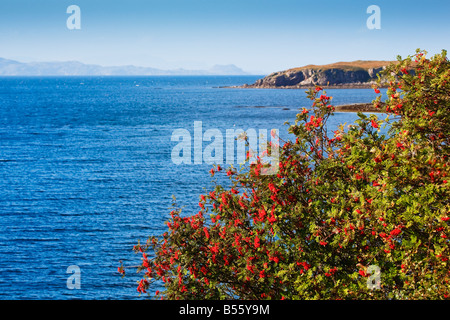 Rote Beeren auf einem Busch neben dem Ufer Wester Ross Schottland Highlands Großbritannien Großbritannien 2008 Stockfoto