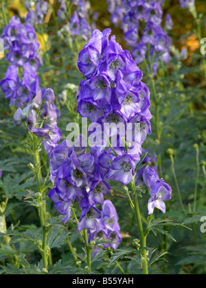 Der carmichael Eisenhut (aconitum carmichaelii 'arendsii' syn. aconitum Arendsii) Stockfoto