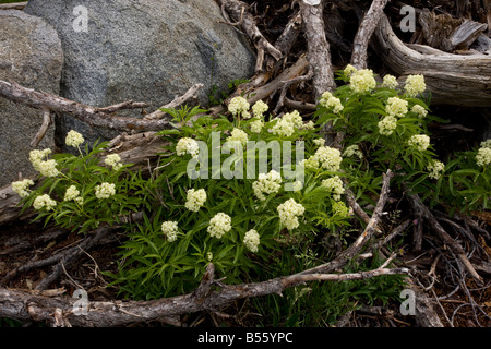 Alpine Holunder oder rot Kreuzungen Elder Sambucus Racemosa in der Nähe von Winnemucca Lake in der Sierra Nevada Carson Pass California Stockfoto