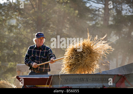 Weizen Dreschen Demonstration während der Dampfmaschine zeigen bei Westwold, "British Columbia", Canada Stockfoto