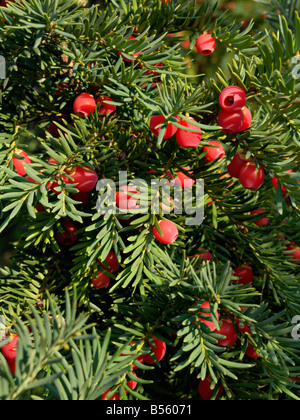 Gemeinsame Eibe (Taxus Whipplei) Stockfoto