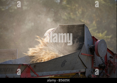 Weizen Dreschen Demonstration während der Dampfmaschine zeigen bei Westwold, "British Columbia", Canada Stockfoto