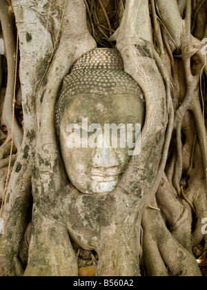 Buddha-Kopf verschlungen in Wurzeln im Wat Phra Mahathat in Ayutthaya Thailand Stockfoto