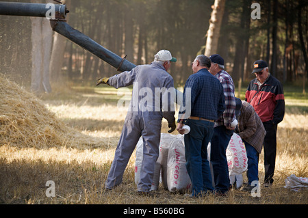 Dampf-angetriebene Weizen Dreschmaschine Demonstration während der Dampfmaschine zeigen bei Westwold, "British Columbia", Canada Stockfoto