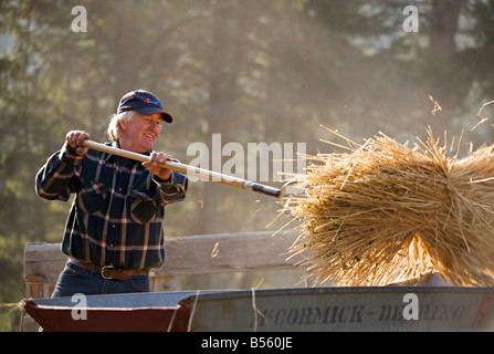 Weizen Dreschen Demonstration während der Dampfmaschine zeigen bei Westwold, "British Columbia", Canada Stockfoto