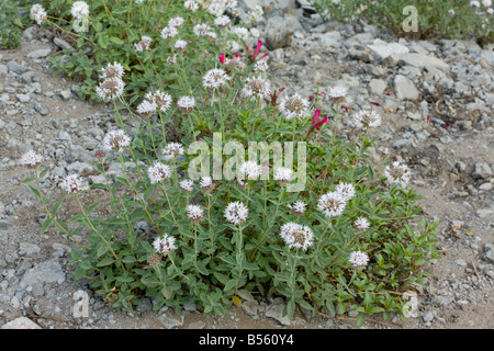 Berg-Coyote-Minze oder Mountain Pennyroyal Monardella Odoratissima sehr aromatisch Halbstrauch manchmal als Tee verwendet Stockfoto