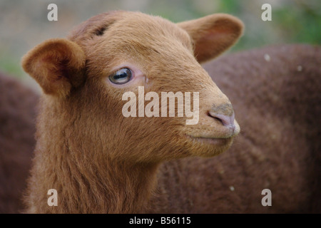 ein brauner Lamm vor einem verschwommenen Hintergrund Stockfoto