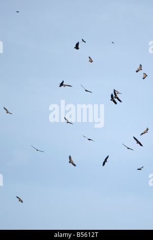 Eurasian Griffon abgeschottet Fulvus Rüppell Griffon abgeschottet rueppellii Stockfoto