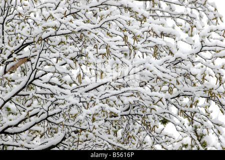 Birke Betula Pendel Zweige und Kätzchen bedeckt Schnee im frühen Frühjahr aufgenommen April Lea Valley Essex UK Stockfoto