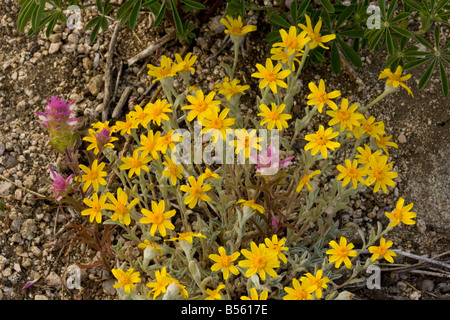 Oregon Sonnenschein Eriophyllum Lanatum mit Siskiyou Eule Klee Ashland Oregon Stockfoto