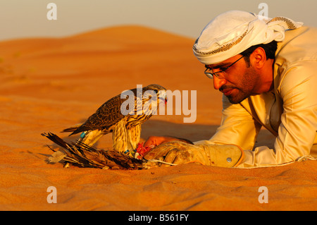 Arabische Falkner Fütterung seinen Gerfalken, Dubai, Vereinigte Arabische Emirate, UAE Stockfoto