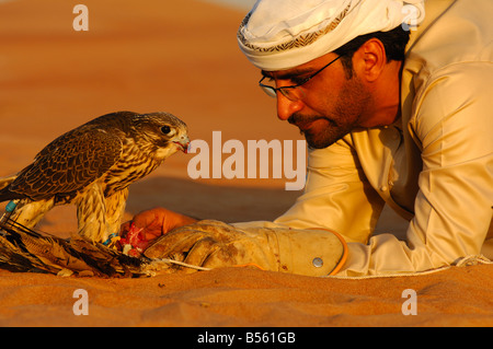 Arabische Falkner Fütterung seinen Gerfalken, Dubai, Vereinigte Arabische Emirate, UAE Stockfoto