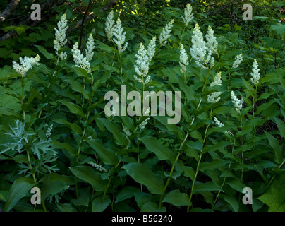 False Salomonssiegel Smilacina Racemosa im schattigen Wald Oregon Cascades Stockfoto