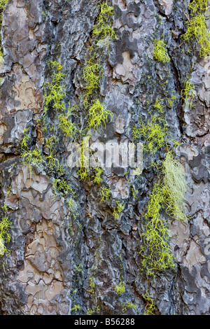 Rinde der Gelb-Kiefer Pinus Ponderosa mit Wolf Flechten Oregon Stockfoto