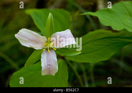 Western Wake Robin oder Pacific Trillium Trillium Ovatum Mount Hood, Oregon Stockfoto