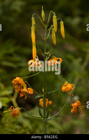 Form von Lily Leopard oder Panther Lily Lilium Pardalinum am Mount Hood, Oregon