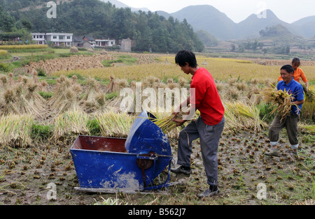 Chinesischen Bauern Ernten von Reis in der Provinz Guizhou, China Stockfoto