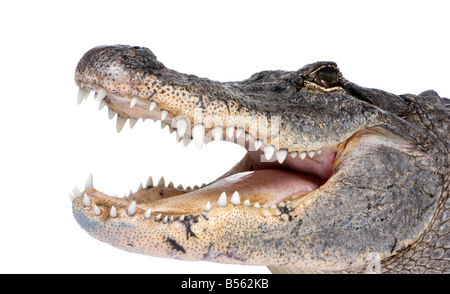 American Alligator 30 Jahre Alligator Mississippiensis vor einem weißen Hintergrund Stockfoto