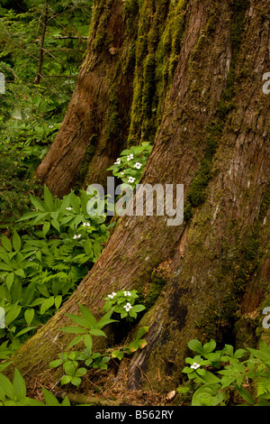 Bunchberry Cornus Unalaschkensis auf westliche rote Zeder Stamm Thuja Plicata an Lost Lake Old Growth Forest Mount Hood, Oregon Stockfoto