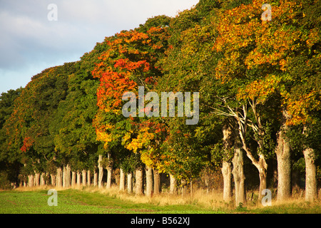 Herbstliche Bäume in der Nähe von Crieff, Schottland Stockfoto