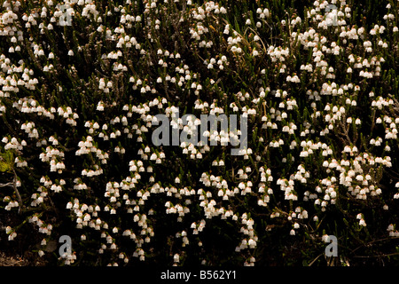 Western-Moos-Heather oder Weißenberger Heather Cassiope Mertensiana auf Mount Rainier Washington Stockfoto