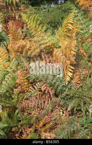 Herbstfarben im Bracken auf Heideland Suffolk Sandlings in der Nähe von Shottisham Suffolk England Stockfoto