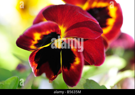 Außenaufnahme einer Viola (Stiefmütterchen) Stockfoto