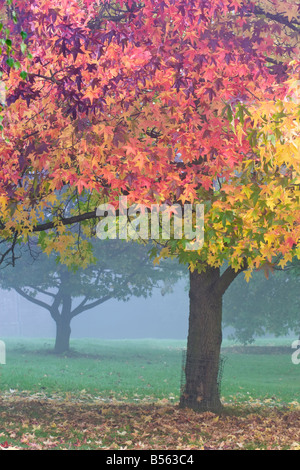 Herbstfärbung London Stockfoto