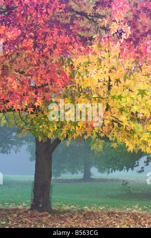 Herbstfärbung London Stockfoto
