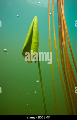 Ein junges Blatt und gelb Wasser Lilly Stiele (Teichrosen Lutea), in einem Jura-See (Frankreich). Jeune Feuille et Tiges de Nénuphar Jaune. Stockfoto