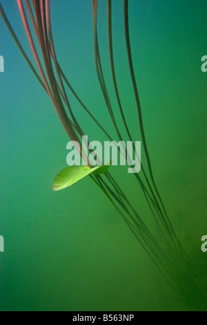 Ein junges Blatt und gelb Wasser Lilly Stiele (Teichrosen Lutea), in einem Jura-See (Frankreich). Jeune Feuille et Tiges de Nénuphar Jaune. Stockfoto