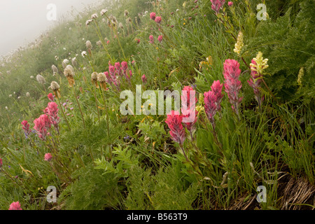 Spektakuläre Bergwiese im Nebel mit Magenta Pinsel bracted Läusekräuter etc. im Paradies Mount Rainier Stockfoto
