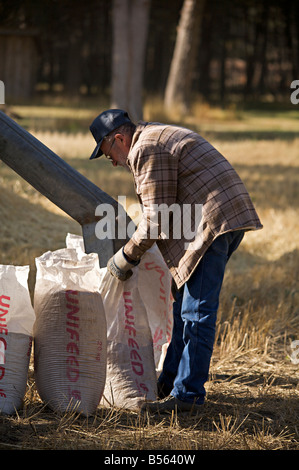 Männliche Arbeiter sammeln Weizenkörner während Dampfmaschine Show bei Westwold, "British Columbia", Canada Stockfoto