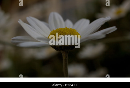 Argyranthemum Stockfoto