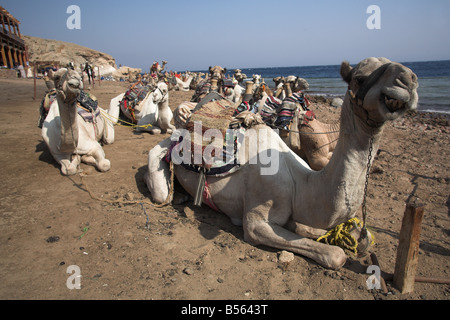 Kamele in der Nähe des Blue Hole Tauchen auf dem Sinai in Dahab, Ägypten ruht. Stockfoto