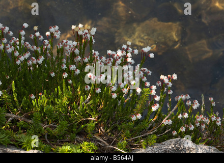 Am weißen Berg Heather Cassiope Mertensiana subalpinen Wiesen Mount Lassen California Stockfoto