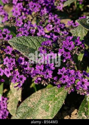 Garten Heliotrop (Heliotropium arborescens) Stockfoto