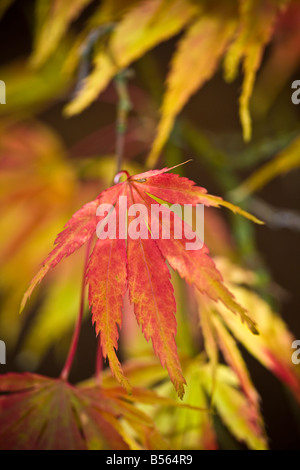 Einzelne helle Ahorn Blatt zündeten Arboretum Herbst Stockfoto